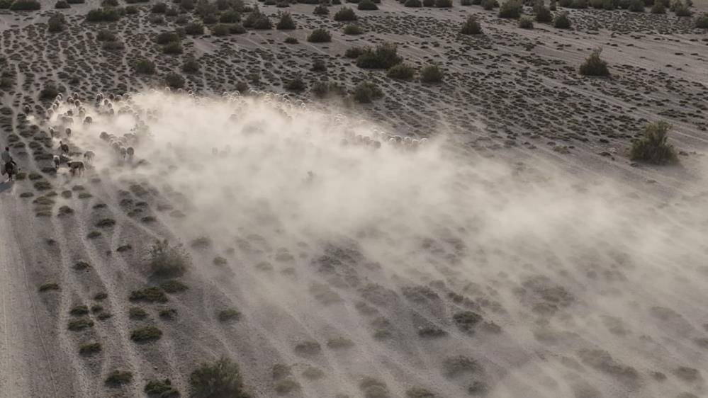 Konya’da sessizliği kuzular bozdu 1